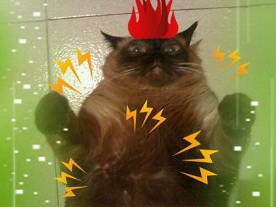 Gato Paranoide